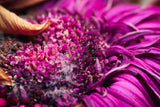 Milk Thistle 10:1