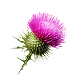 Milk Thistle