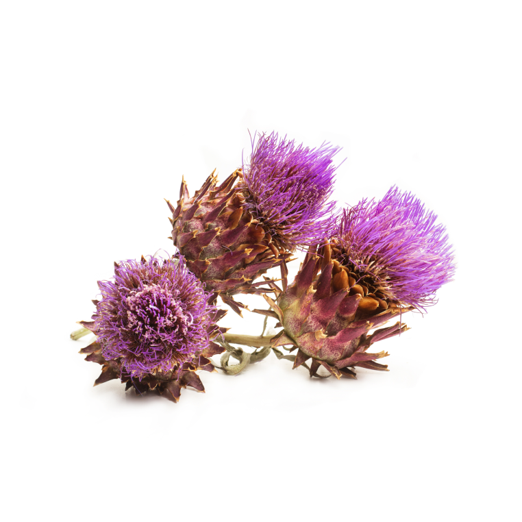 Milk Thistle 10:1